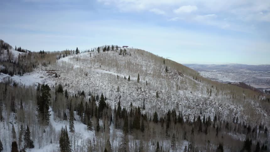 An aerial view of trees on a snowy hill