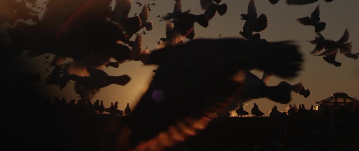 A large flock of birds fly past the sunset