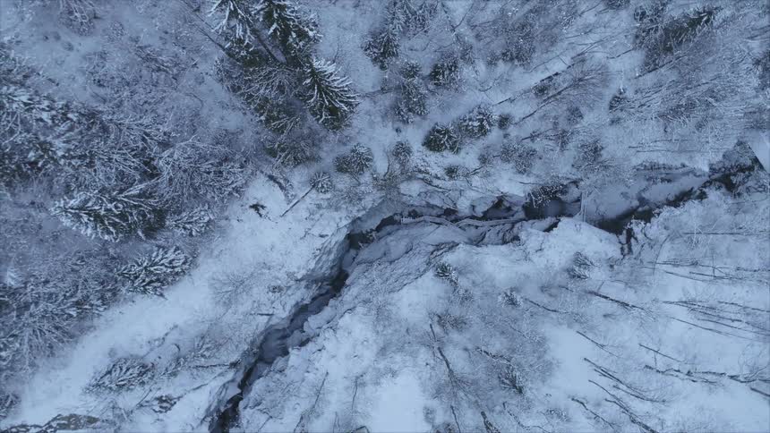 Snow covered forest with a ravine nearby