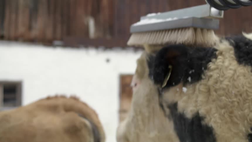 Cow leisurely brushing her head with a brush hanged on the fence of a corral
