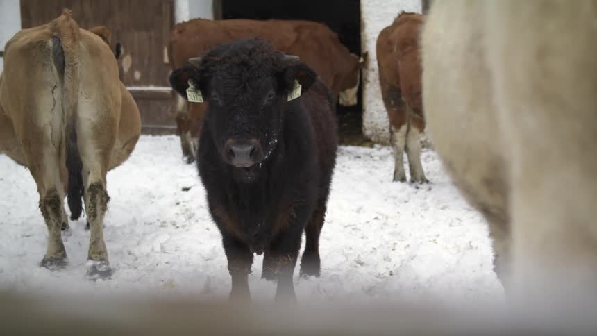 The cows are standing behind the fence
