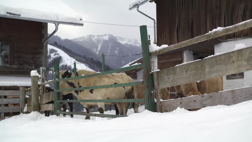 Herd of cows standing inside a corral in a snow covered farm near the mountains