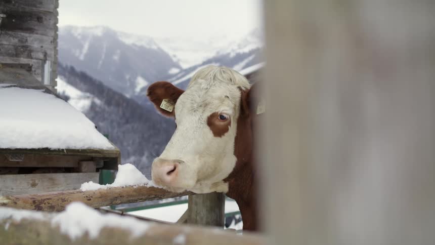 A brown and white cow with tags in its ears standing outside at the edge of a fence enclosure in the snow at daytime