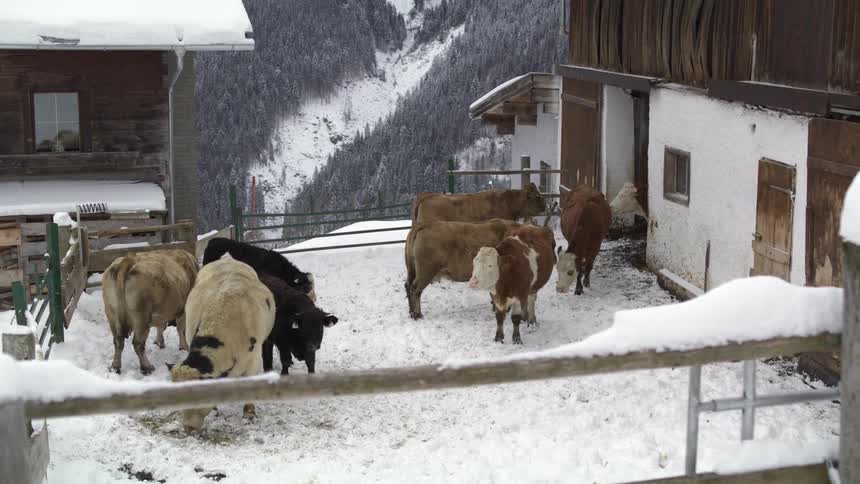 Herd of cows standing inside a corral near a building in the snow covered mountains