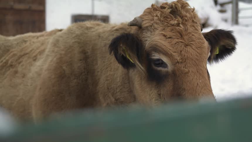 A cow stands in a snowy pasture and eats