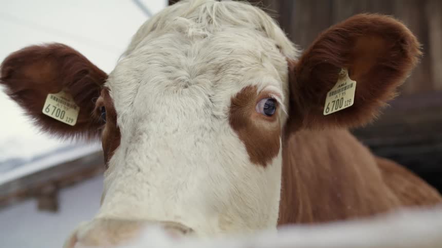 A cow is in a fenced in area at a farm