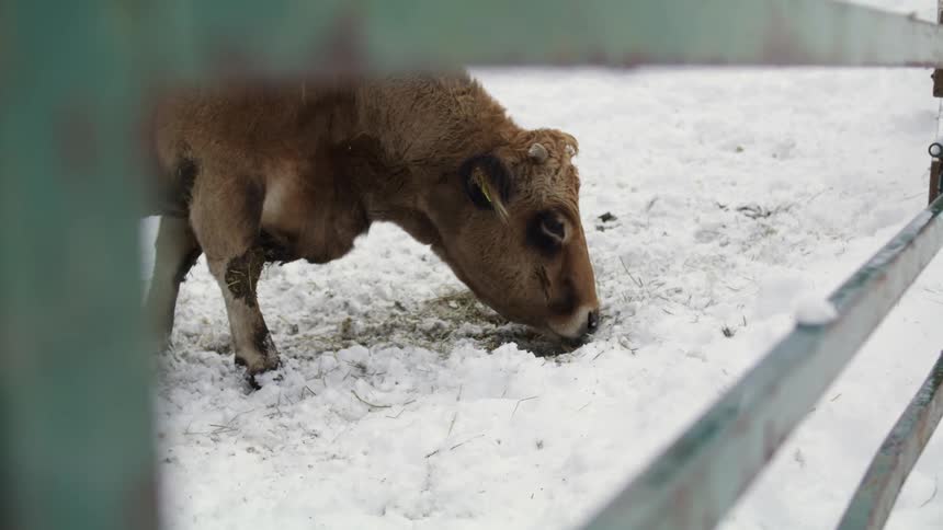 A brown cow is eating food that was buried by the snow in a fenced in area