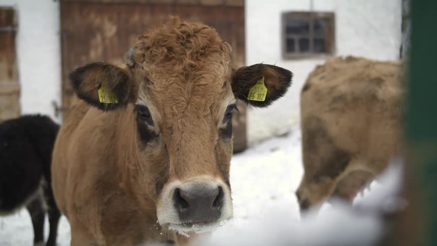 Cows standing in the snow on a farm