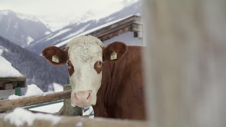 A cow standing outdoors in the winter with snow around