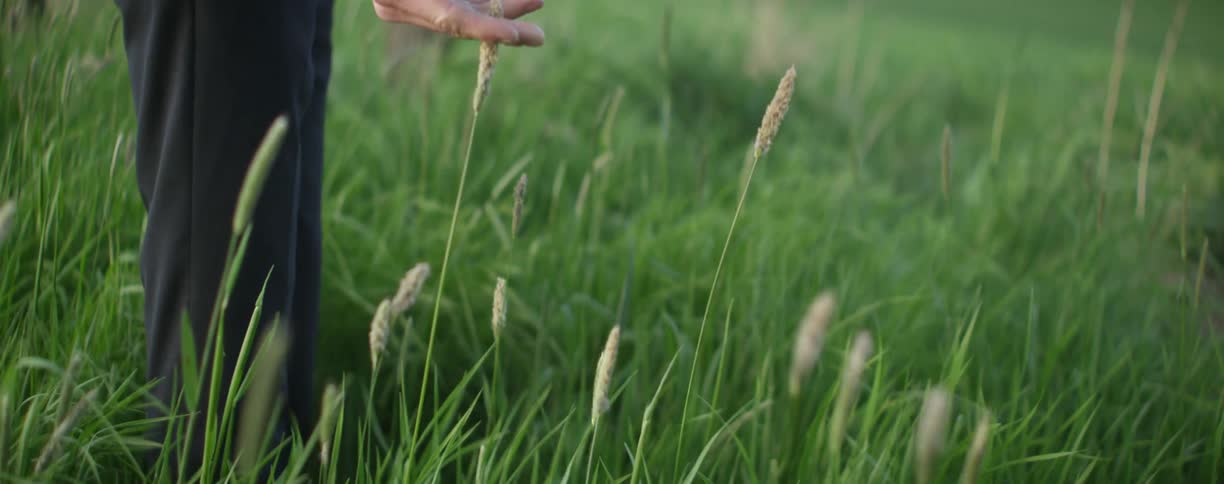 A person touching a piece of tall grass in a green meadow