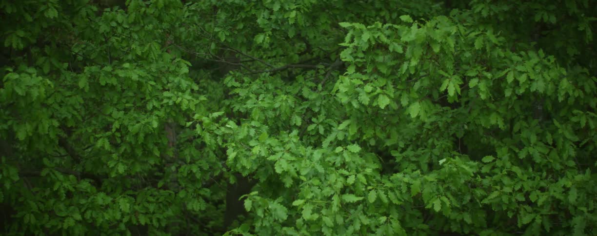 Green lush thick tree foliage on a forest at daytime