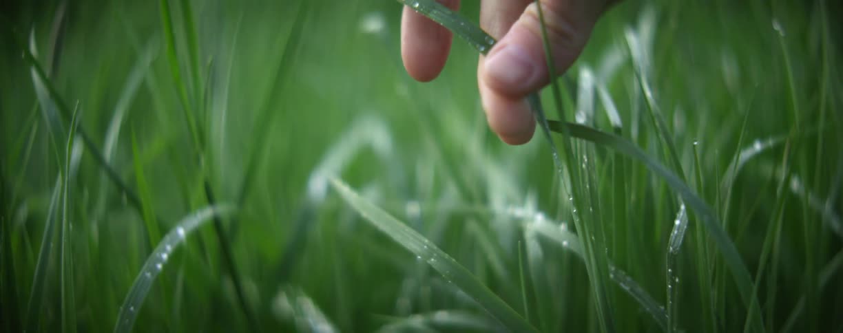 A person wiping dew from a blade of grass with their fingers