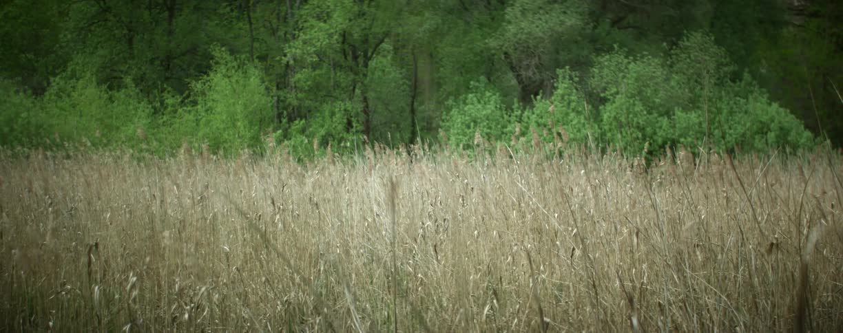 Field of tall dried grass and trees with green leaves in the background