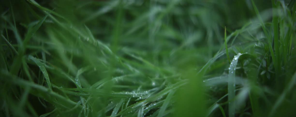 A person waling barefoot on the lush green wet grass