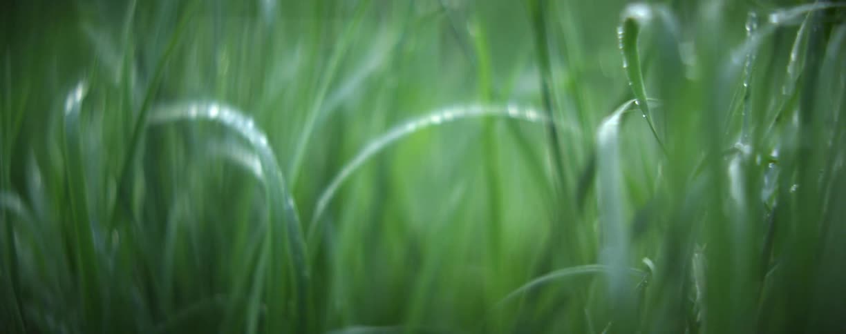 Dew drops shimmer on green blades of grass