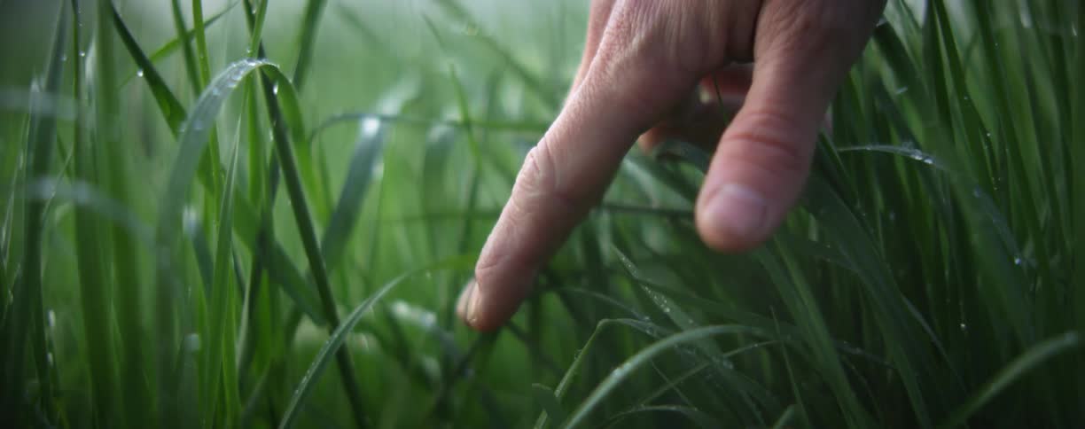 A persons hand is reaching into tall grass