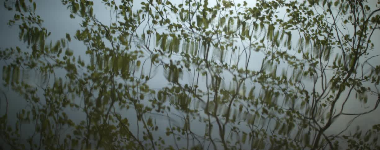 Water ripples as a tree is reflected upon it