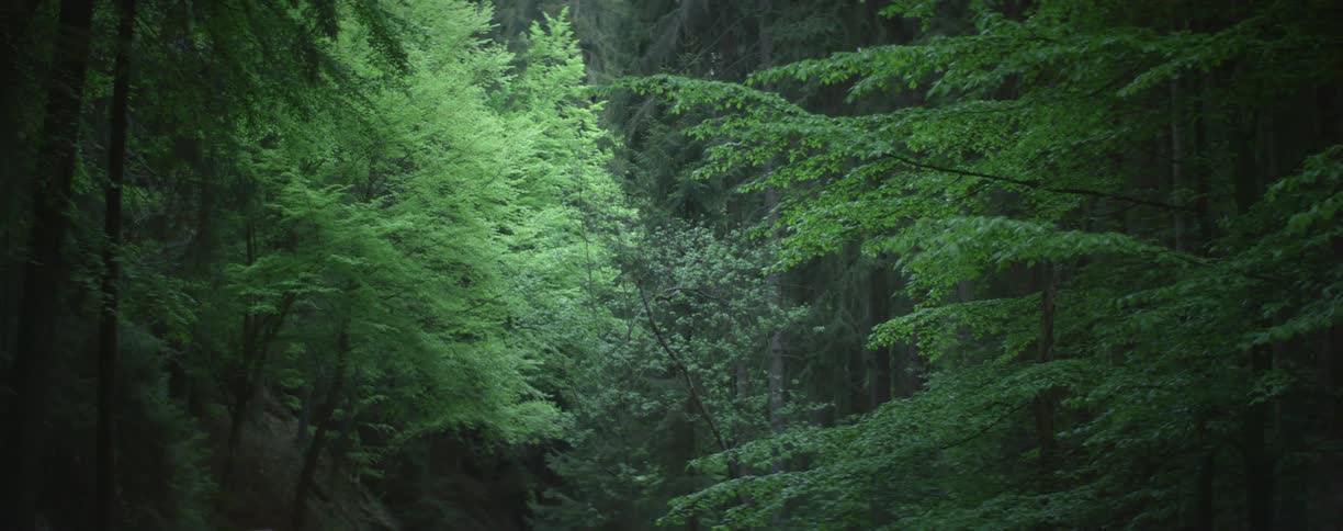 Green lush thick foliage on a forest at daytime