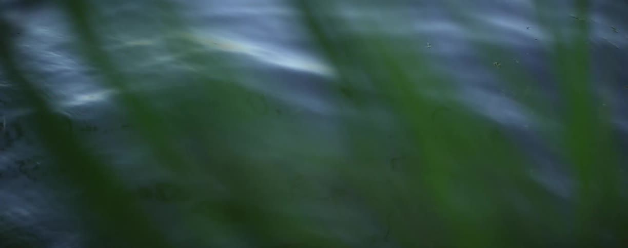 Grass growing on the shore in front of water