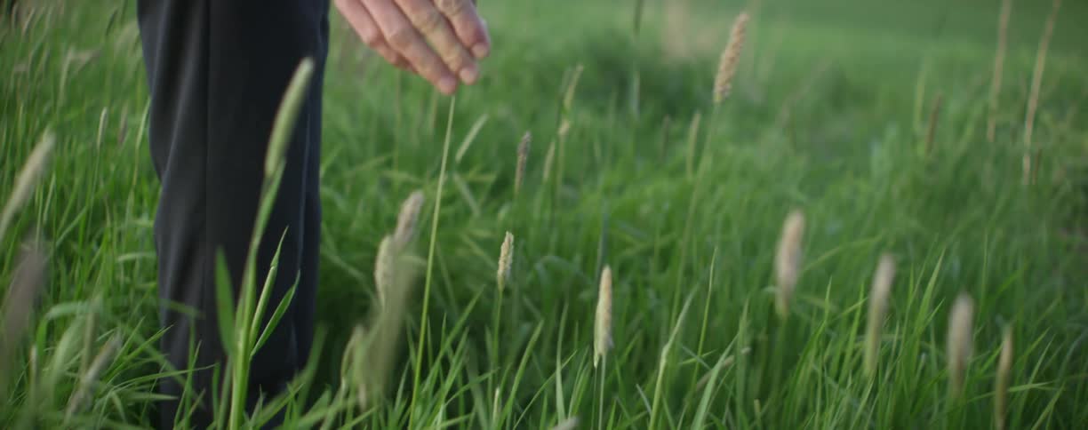 A person idling strokes a reed with their hand while standing in a field of grass during the day