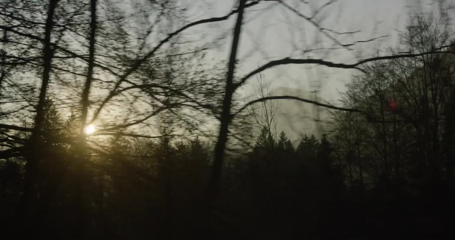 Sun shining through trees in a forest with mountains on the horizon