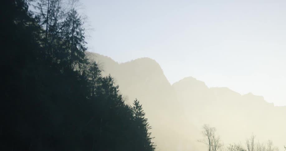 Trees at the base of a mountain