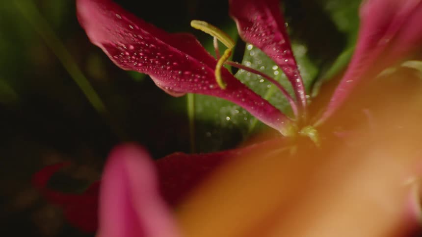The long colorful petals of flowers covered in dew in a dark location