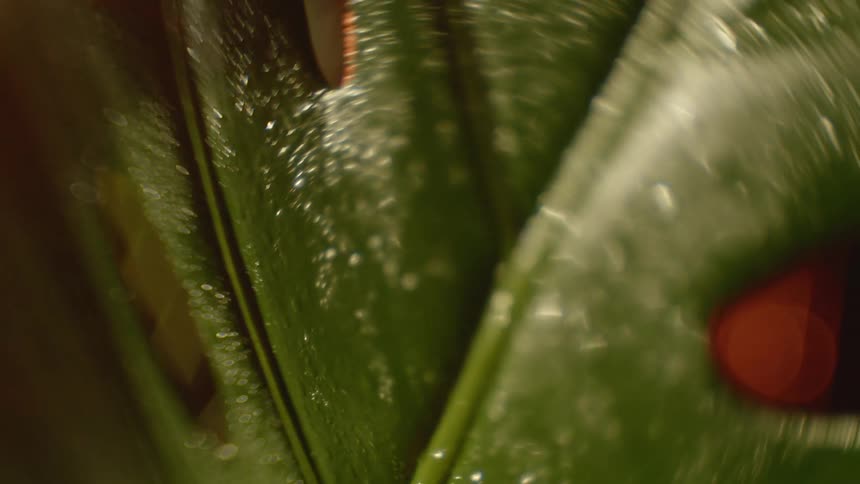 Plants are displayed with dew on them
