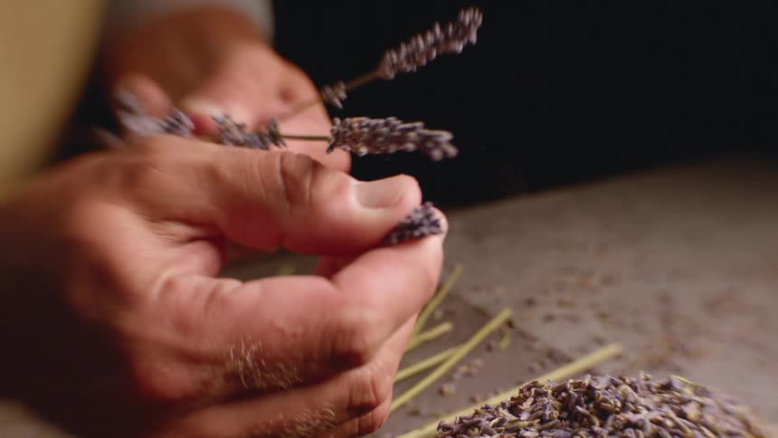 Hands pull the dried lavender from the stem onto a pile on a table