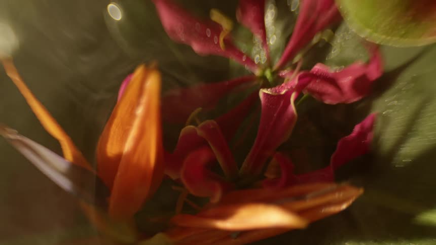 A plant with flowers and leaves with smoke and light
