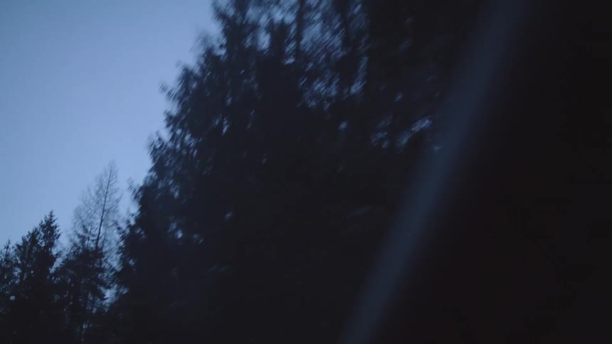 Trees are shown in a wooded area at dusk