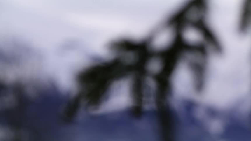 Needles on a pine tree branch in front of the snow covered peaks of a mountain range