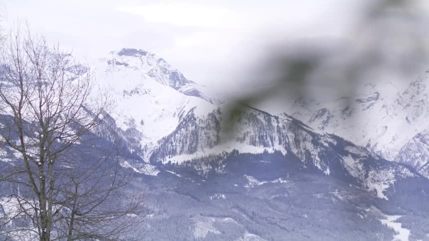The branch of an evergreen tree in the valley of a snow capped mountain range on a cloudy day