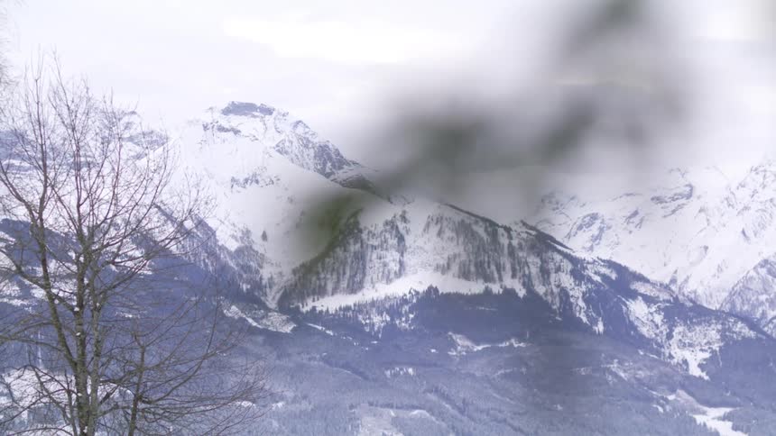 Needles on the branch of a pine tree in front of the snow covered peaks of a mountain range