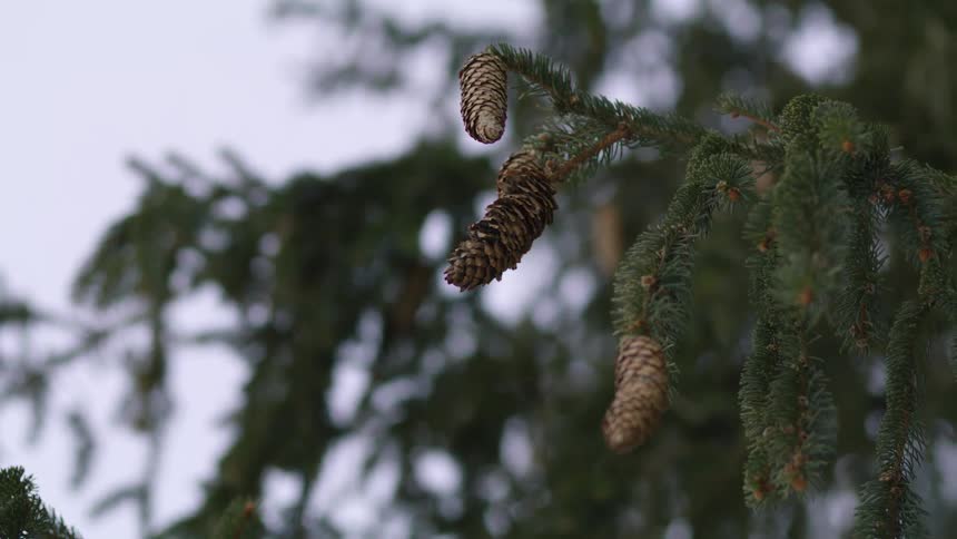 Pine cones on a tree branch in the daytime