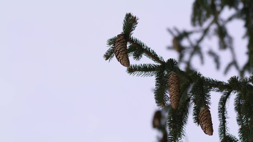 Pine cones hang from a green branch against a gray sky