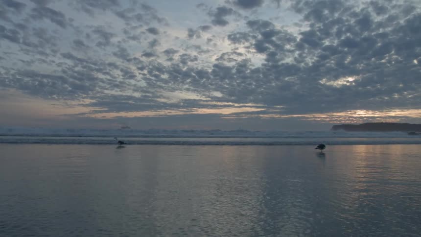 Two seagulls wade in the water on the beach at dusk