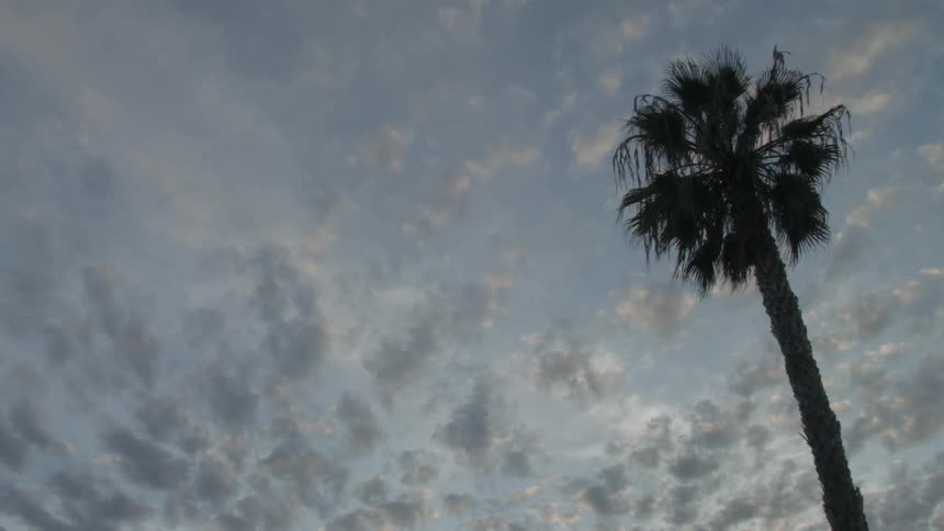 A palm tree on a cloudy day
