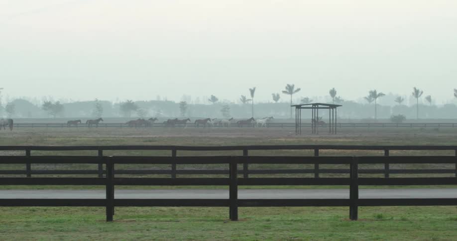 Horses running around in the distance in a fence enclosure at daytime