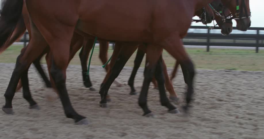 Horses are walking in a fenced in area