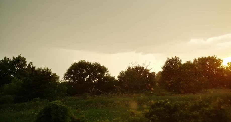 Sunlight reflecting on polen particles floating over a field near small trees