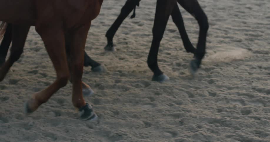 Horses walking on a track with dirt