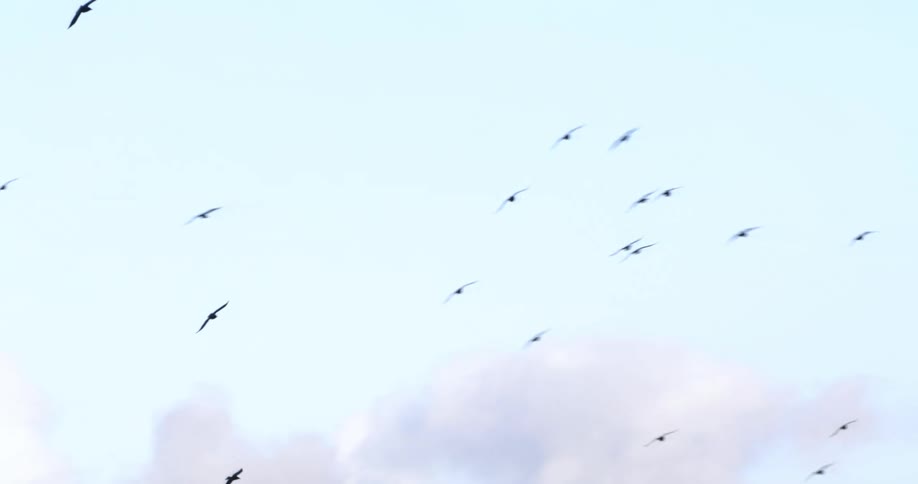 A flock of birds flying and soaring turn together