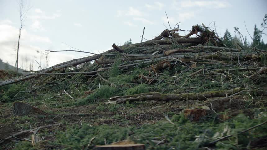 Tight tracking tilt up shot from tree stumps to a towering slash pile at a commercial clear cut logging site on US Forest Service lands