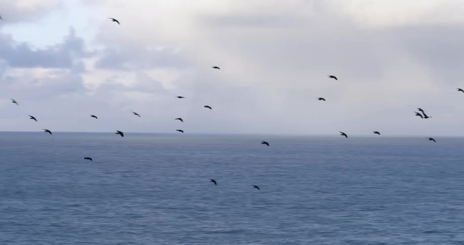 Birds are flying over the ocean during the day