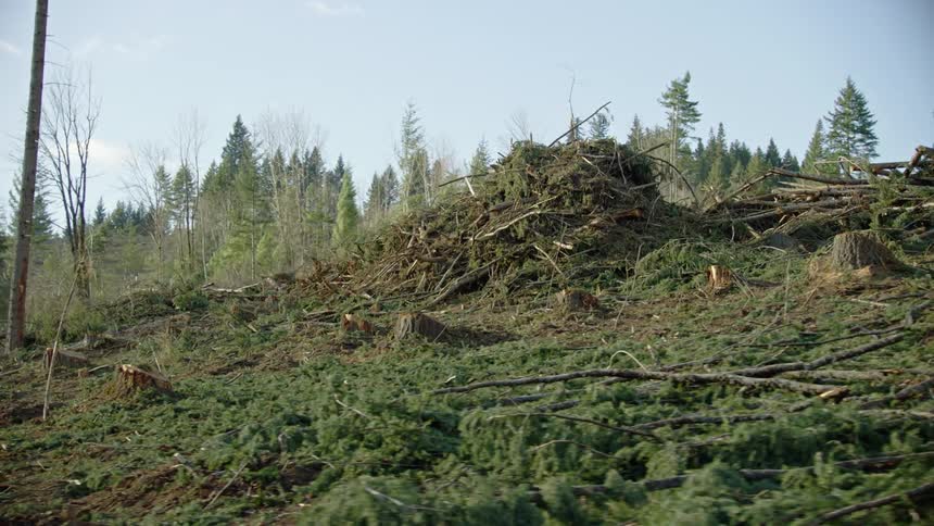 The camera dynamically rotates around a towering slash pile and recently cut tree stumps in a commercial clear cut logging operation under a blue winter sky
