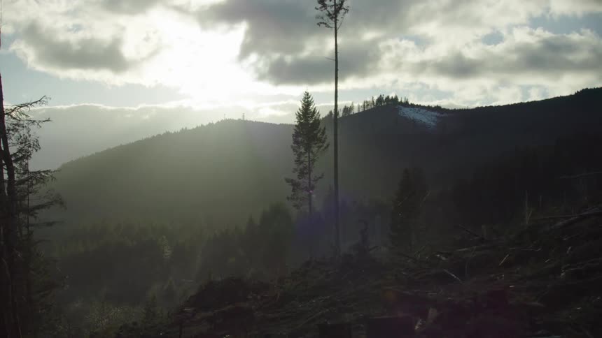 Ominous winter clouds cling to the sky as the camera passes stack after stack of slash piles at a clear cut logging operation in the woods