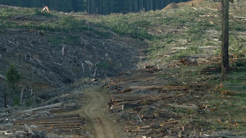 Slow zoom out reveal of a massive clear cut logging operation site where trees have recently been cut down to be sold and manufactured into timber products