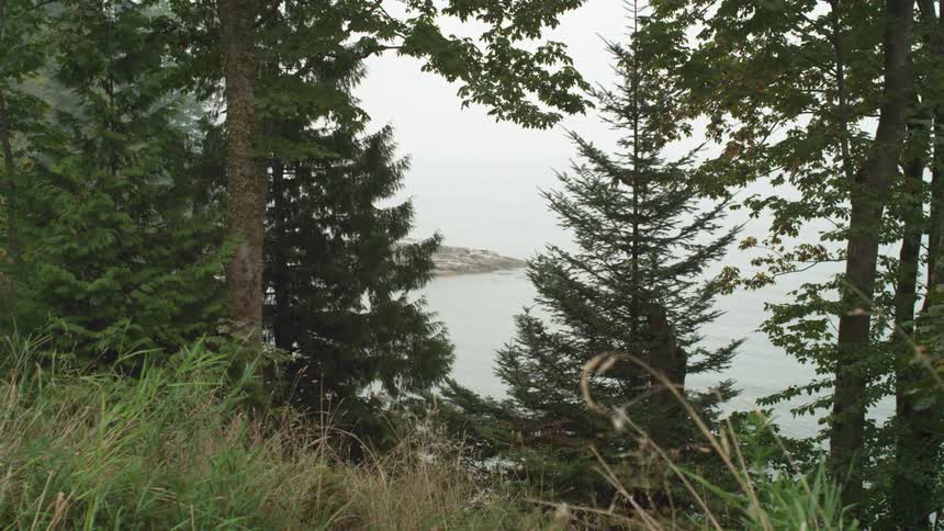 Pine trees in a coastal forest near the ocean at daytime