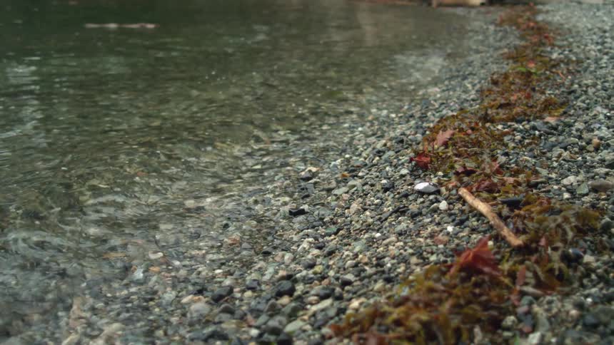 Close up of the algae debris over the pebbles in the shore of a lake